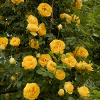 Роза плетистая Голдстерна (Rose climber Goldstern)